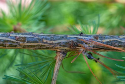 Larix laricina 'Glauca' - modřín modřínovitý - kůra